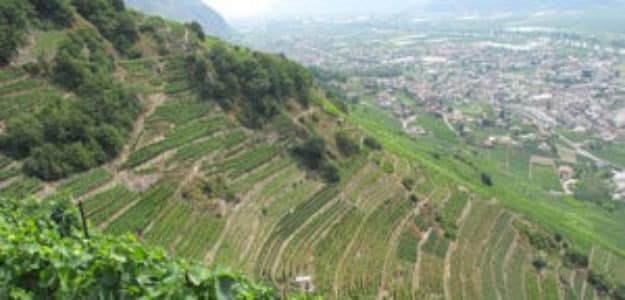 Domaine La Rodeline