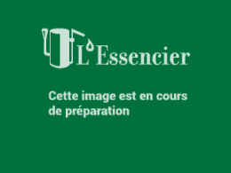 Huile essentielle d'Hysope couchée