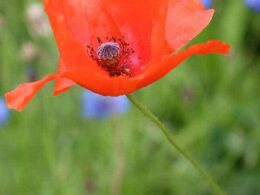 infusion de coquelicot
