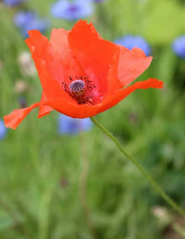 infusion de coquelicot