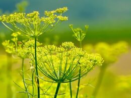 Infusion de fenouil