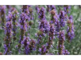 Infusion hysope officinale