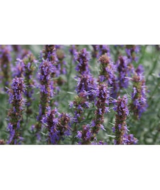 Infusion hysope officinale