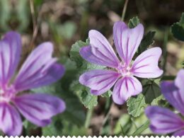 Infusion mauve