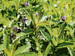 Infusion menthe poivrée