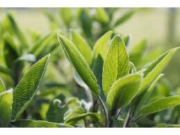 Infusion sauge officinale