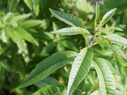 verveine citronnée