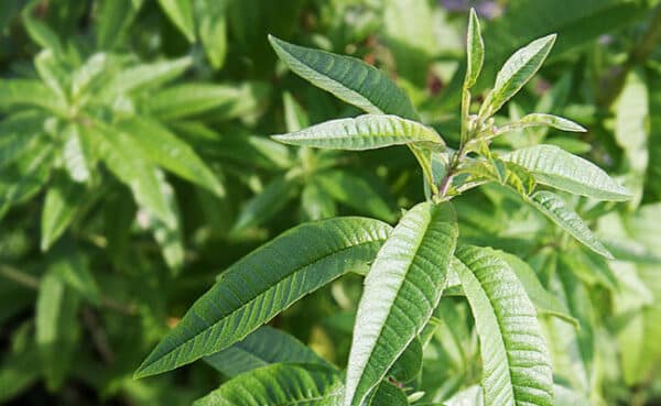 verveine citronnée