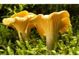CHANTERELLES AU VINAIGRE