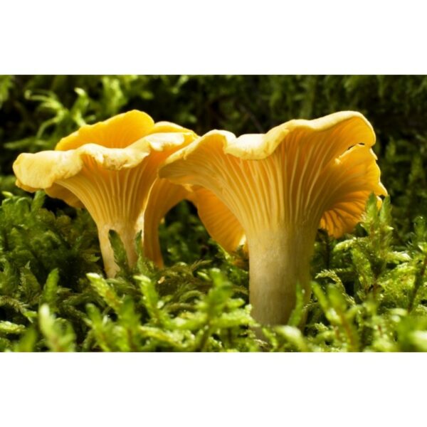 CHANTERELLES AU VINAIGRE