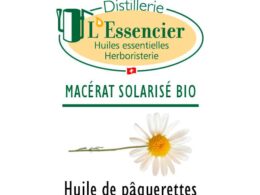 Huile de Pâquerettes (Macérat Solarisé)