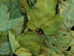 infusion de feuilles de cassis: