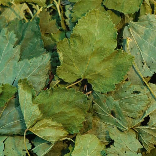 infusion de feuilles de cassis: