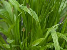 Infusion Plantain