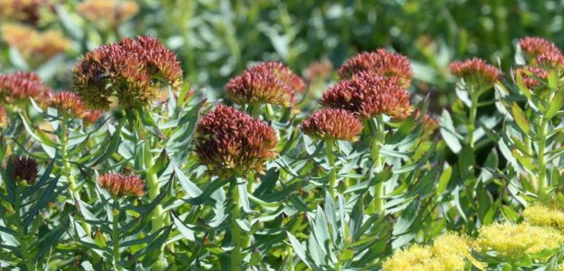 Evoleina Rhodiola Sàrl